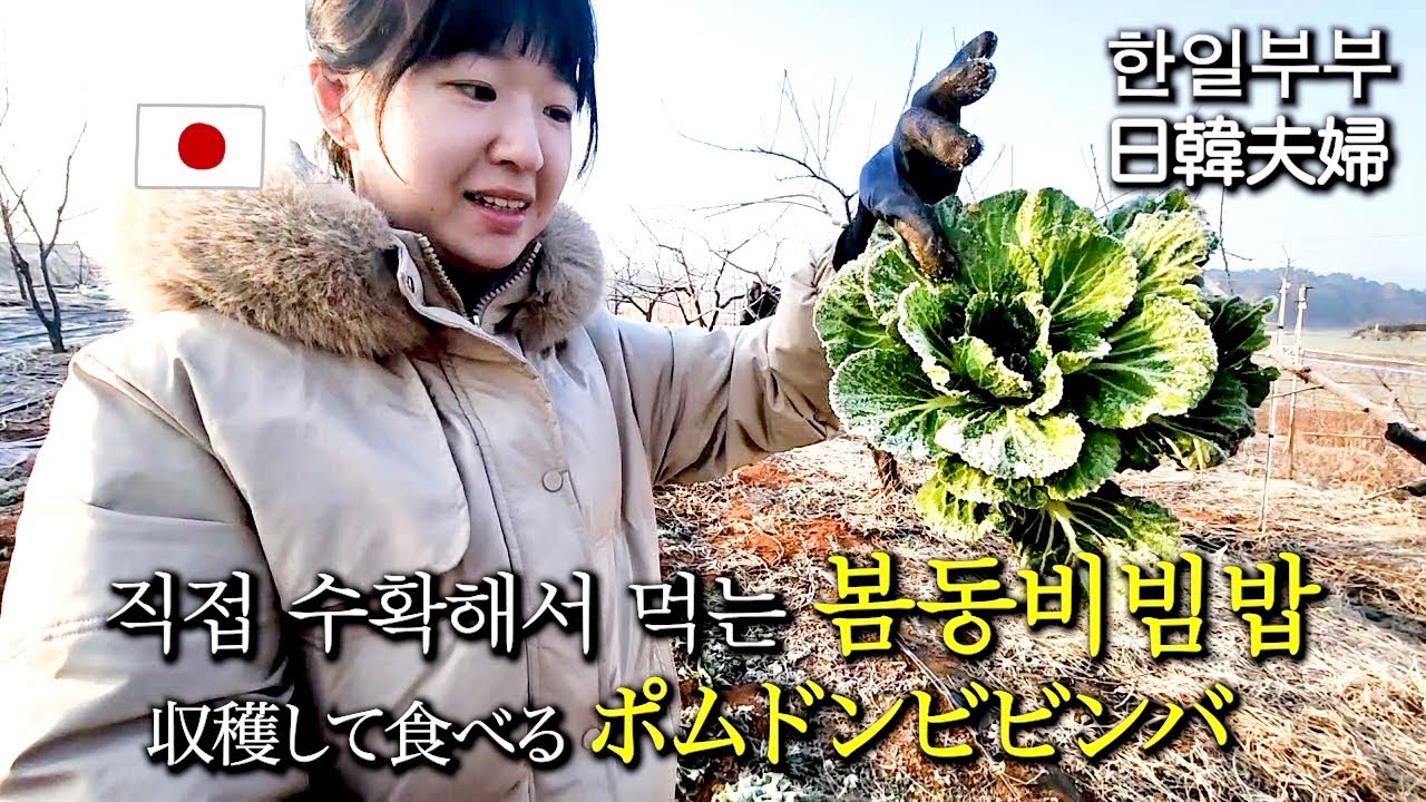 [한일부부] 일본인 아내와 요즘 유행하는 봄동비빔밥을 먹어봤습니다