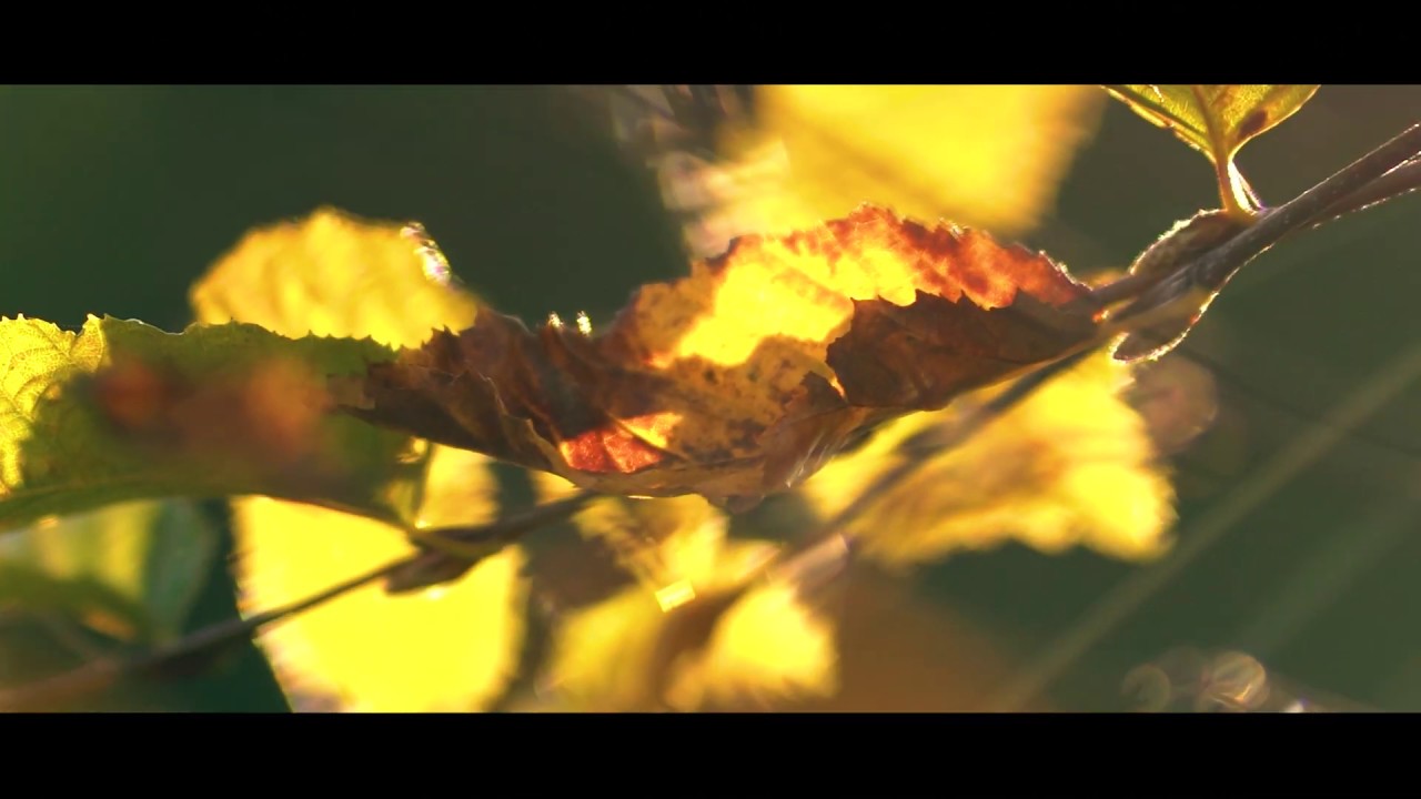 FMMS - Life (Official Music Video)