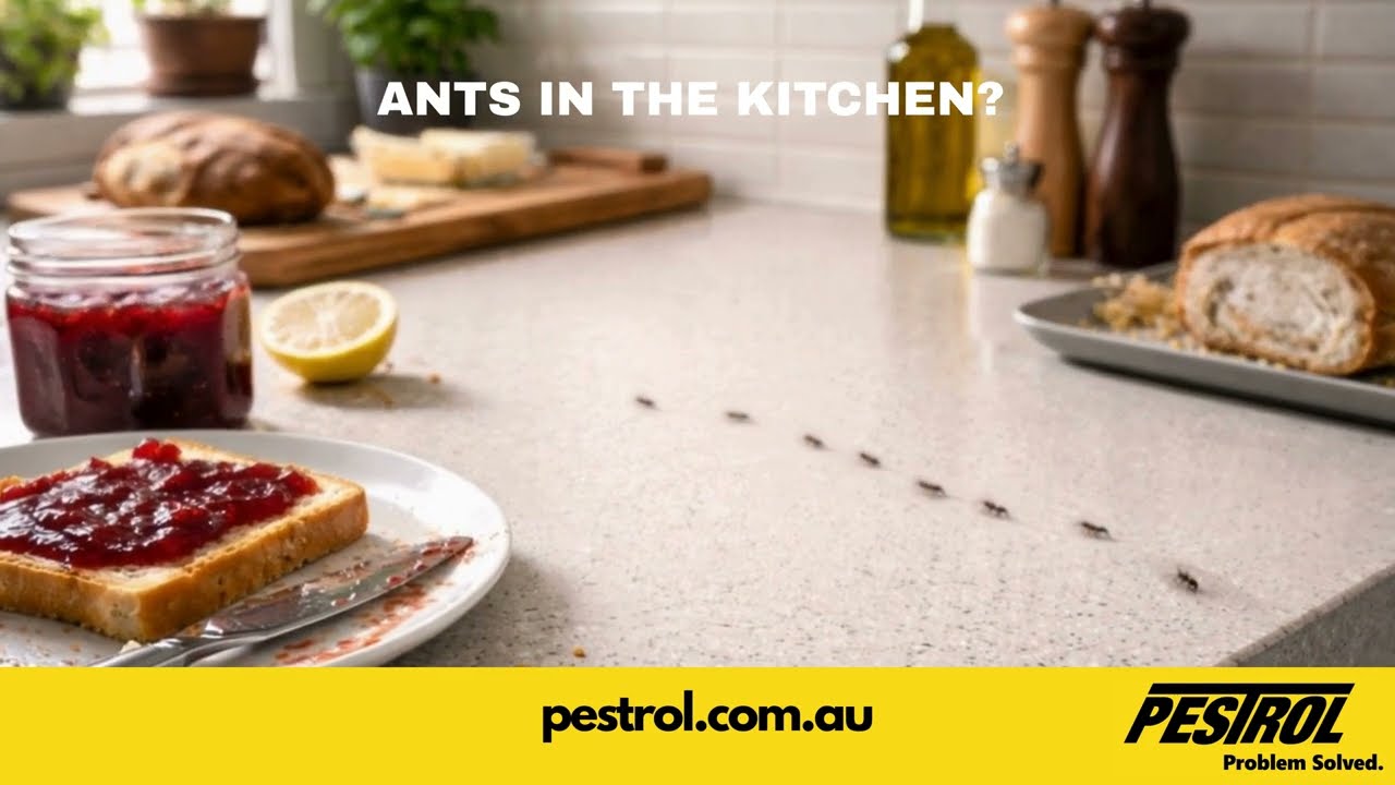 Ant & Cockroach Control That Actually Works | DIY Pest Solutions Australia