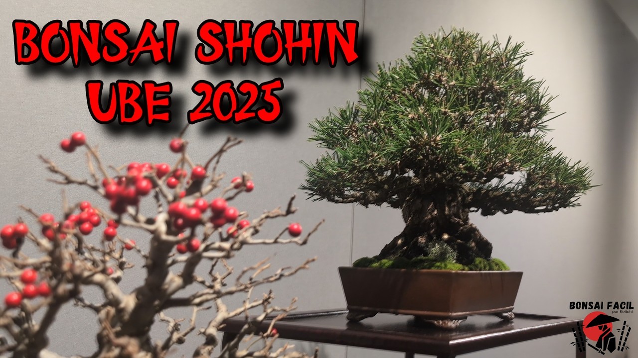 Bonsai SHOHIN UBE 2025