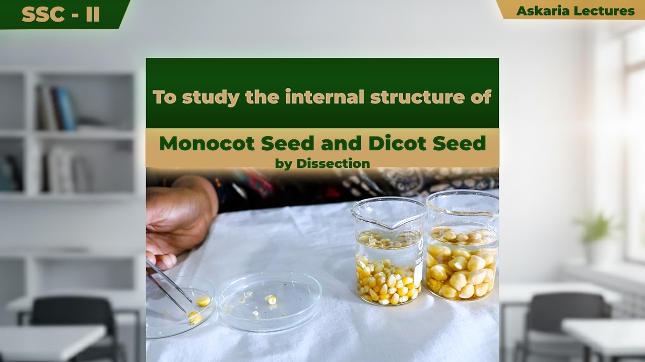 Internal Structure of Monocot Seed and Dicot Seed by Dissection | Sadia Hidayat
