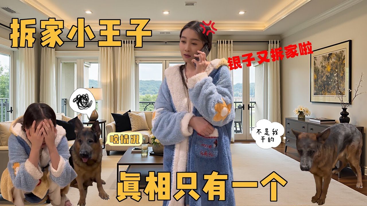 谁是拆家小王子？真相只有一个 😂 【憨憨金和帅帅银】