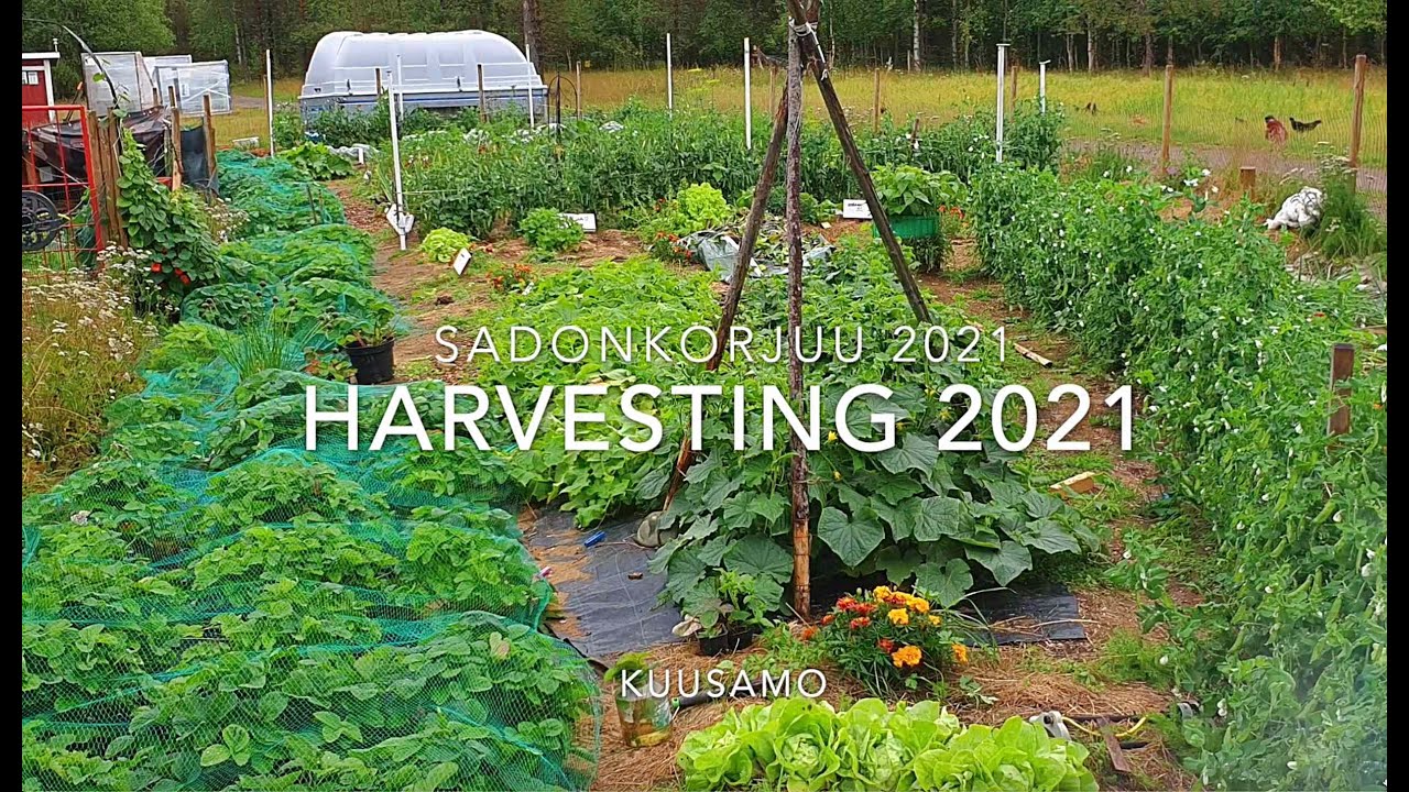 Omavaraistelu, Sadonkorjuu -21 Harvest 2021. Finnish Homestead