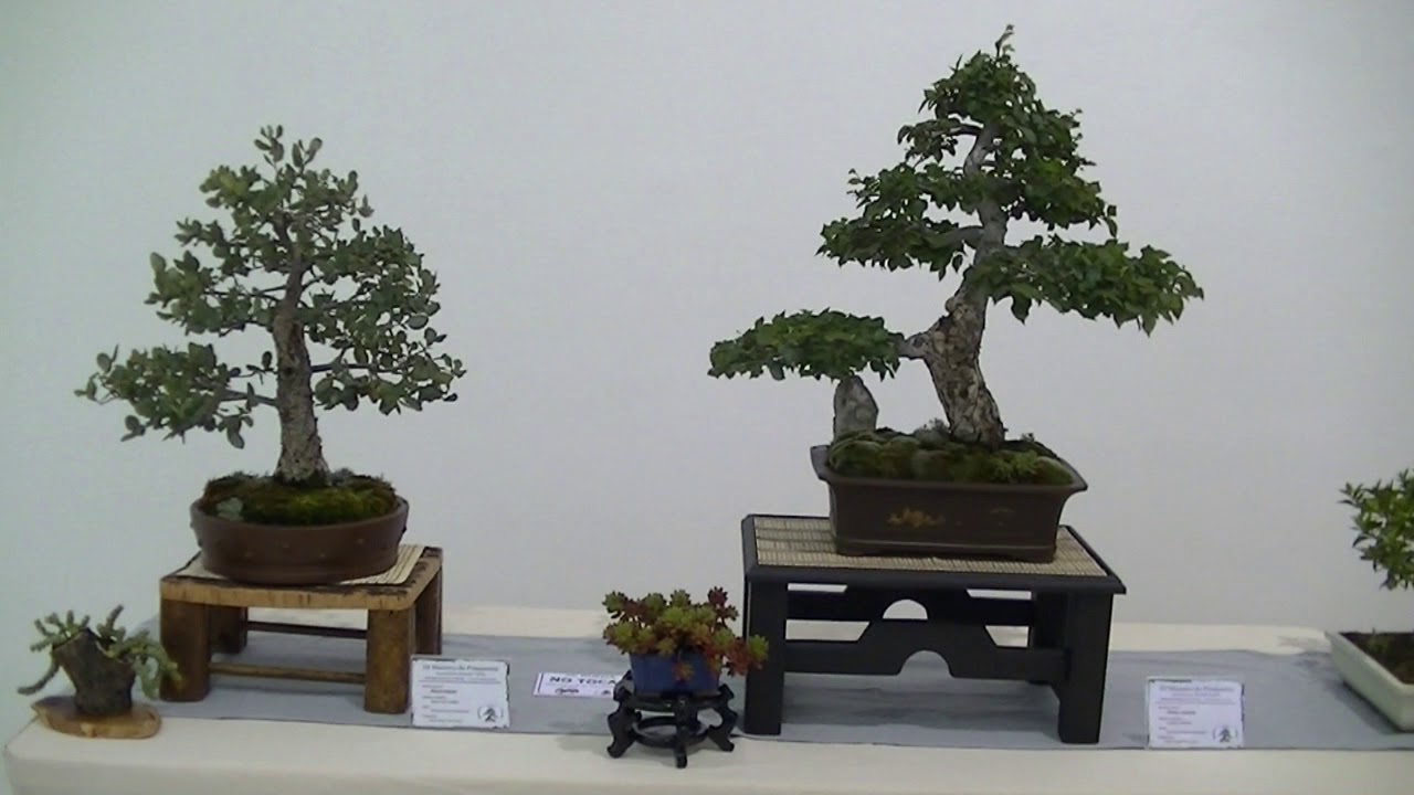 MONTAJE III MUESTRA DE PRIMAVERA ASOCIACION BONSAI CALIFA CORDOBA ABRIL 2019