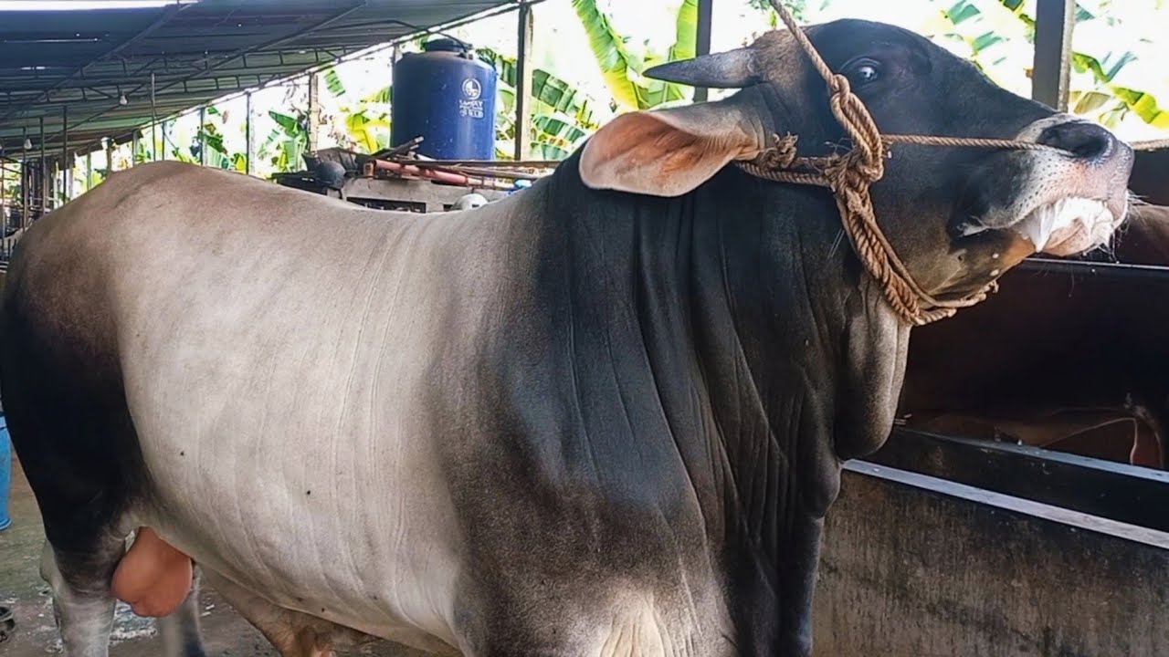 AMUNISI SAPI RAKSASA NON POEL DARI LEMBU SURO FARM‼️🔥🔥🔥