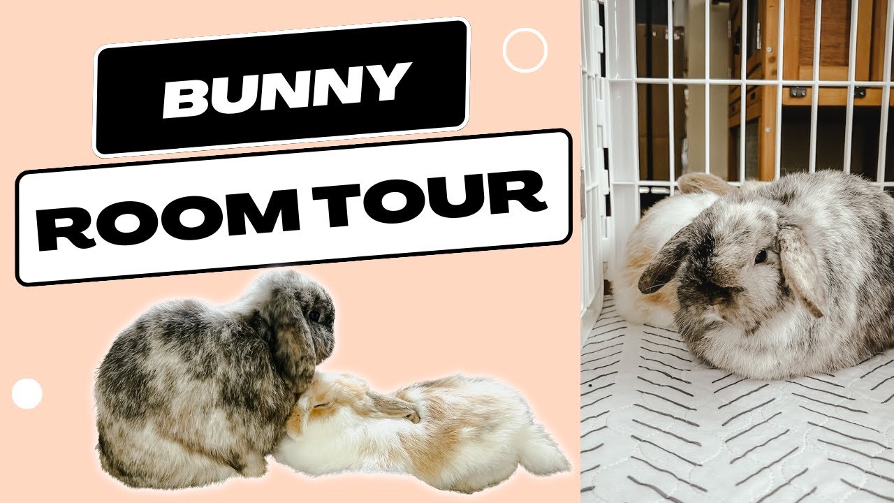 Rabbit Set Up Tour // Why I DON'T Free Roam