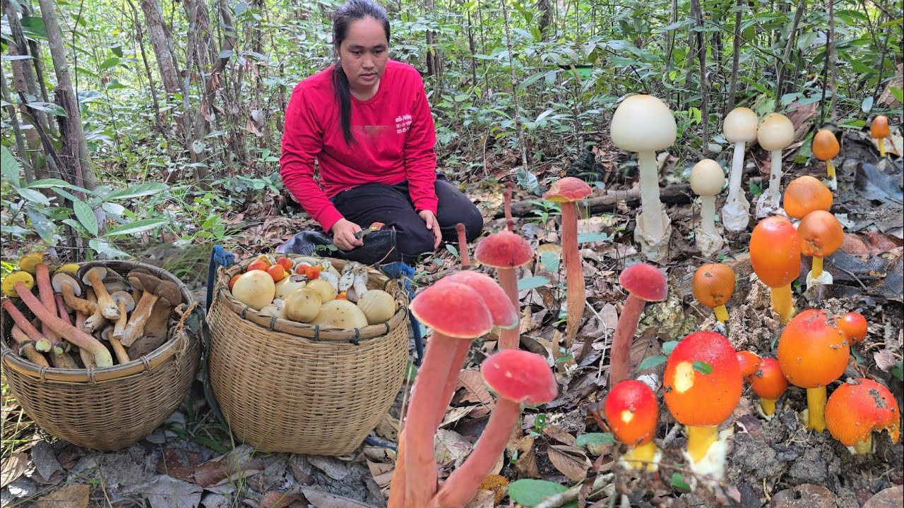 เก็บเห็ดวันนี้!! เห็ดระโงก เห็ดผึ้งขานกยูง มาคู่กัน เห็ดผึ้งข้าวเห็ดผึ้งเห็ดรวมหลายชนิด!!04ก.ย2568