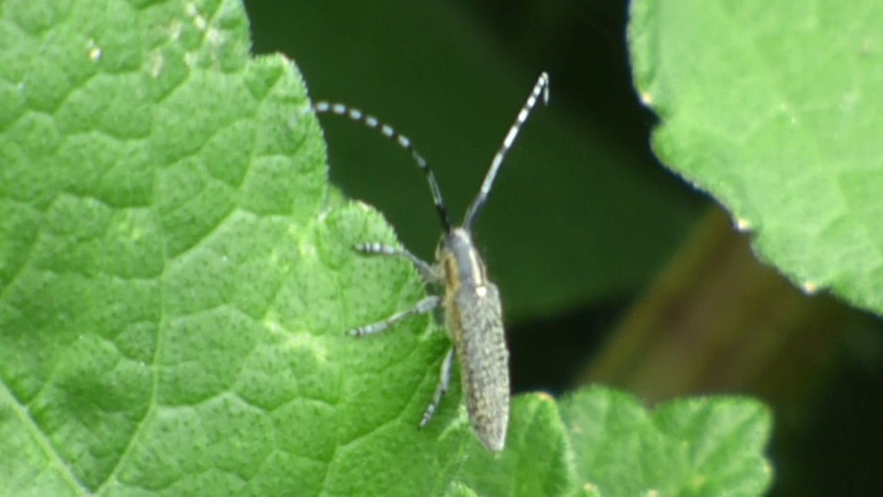 Agapanthia Longhorn Beetle :)