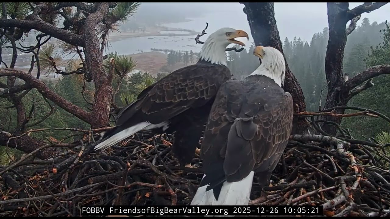 Jackie & Shadow-Big Bear Eagle Nest❤️12/26/25