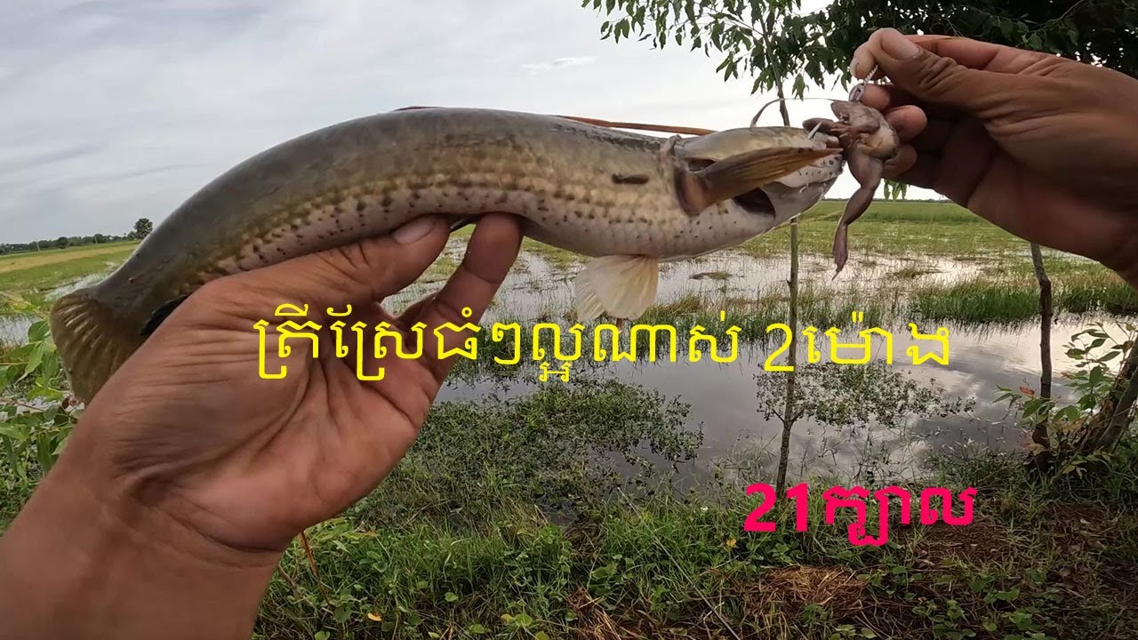 ស្រែមួយកន្លែងនេះត្រីធំៗល្អណាស់ | Fishing adventure with solo trip