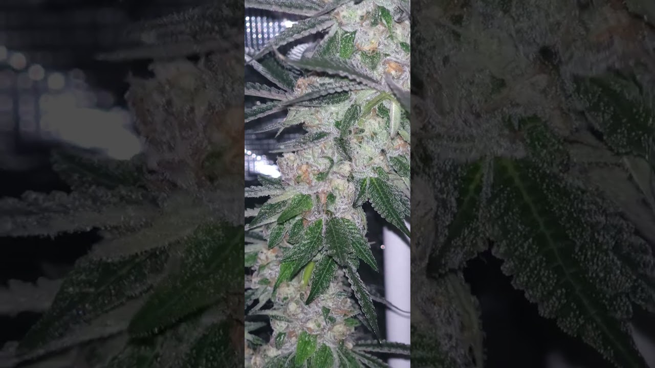 Apple Tartz. day 57