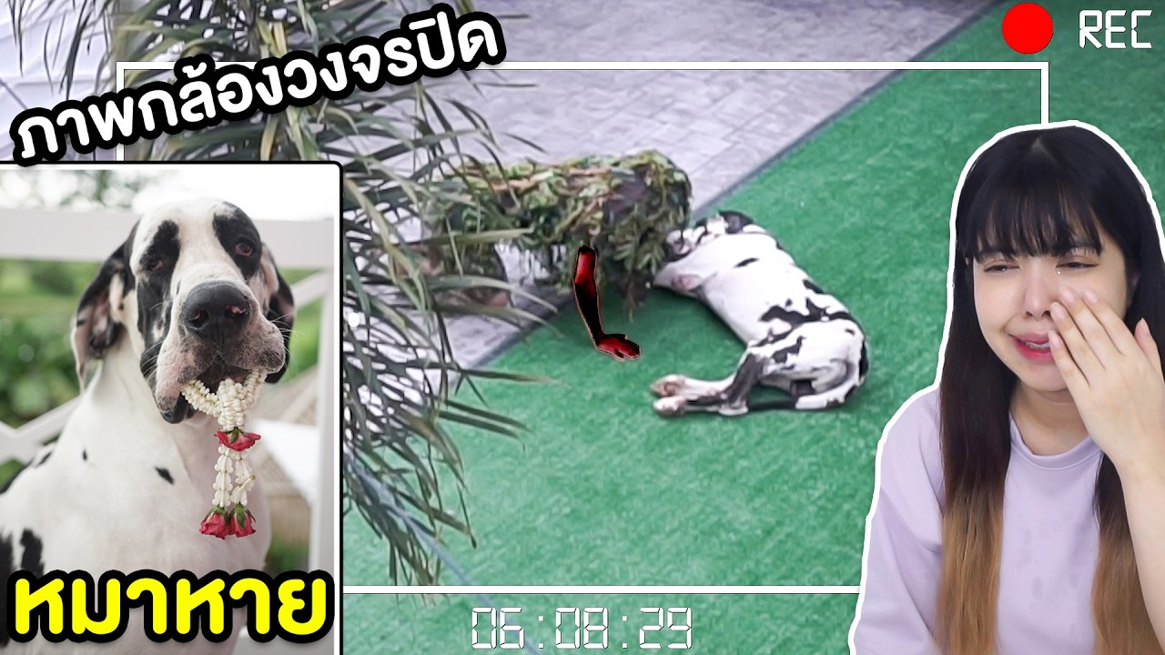 ไม่สนใจแพนด้า 1 วัน จนโดนขโมย หมาหาย!!