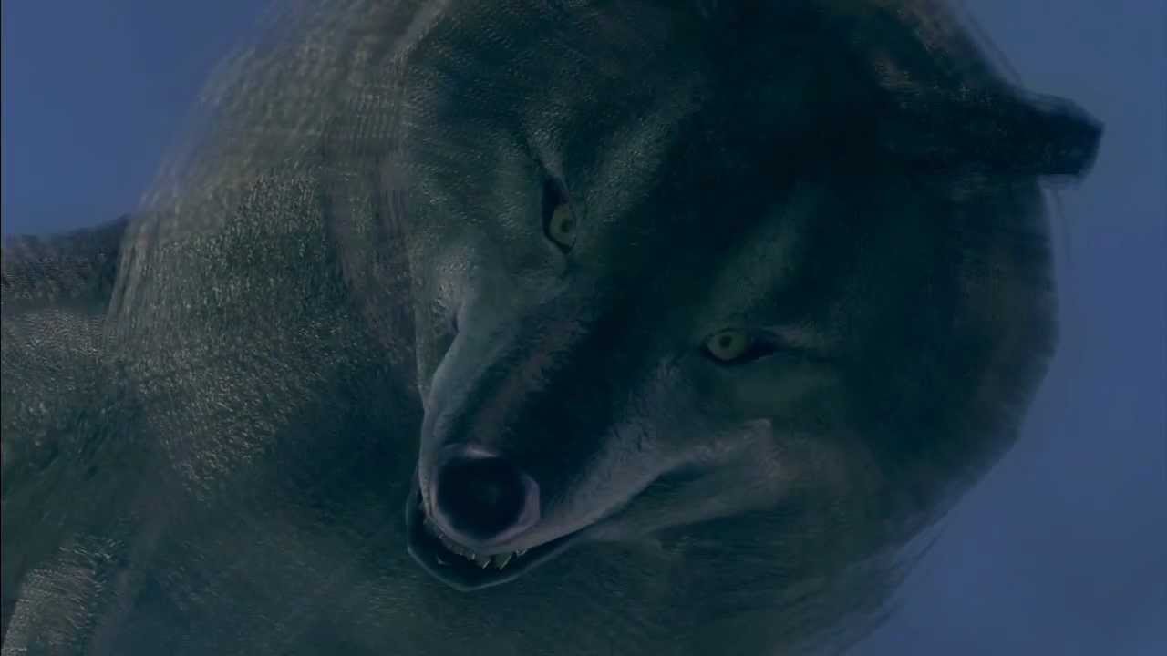 Great Grey Wolf Sif - normal introduction