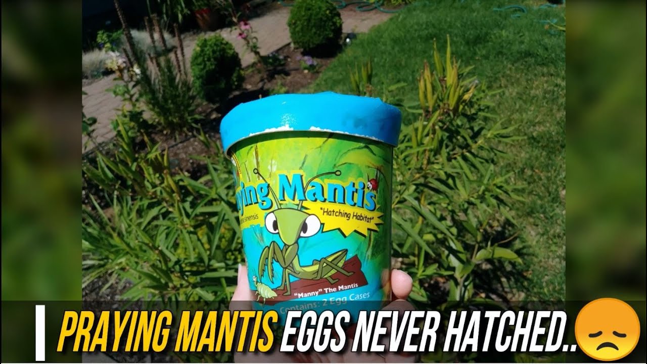Our Praying Mantis eggs never hatched, so we dissected the egg case to find out why!