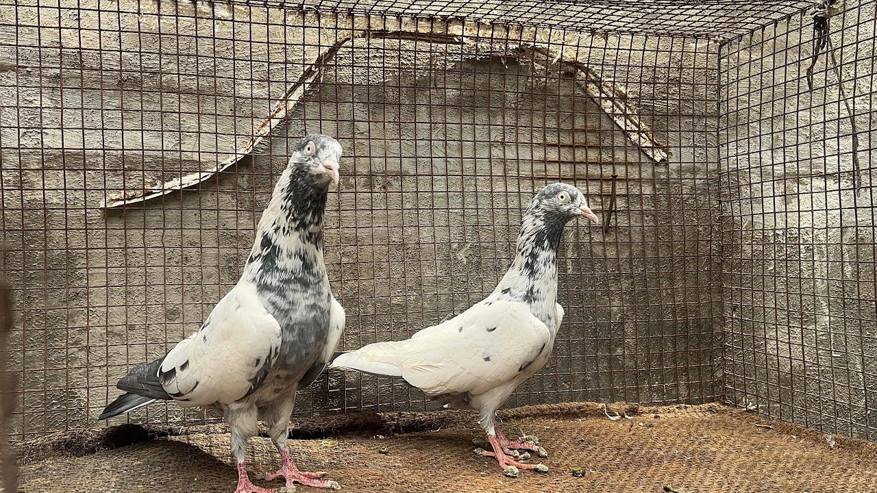 Saree Breeder pair For sale 😍😍|| Akash pigeon loft || kalyan 