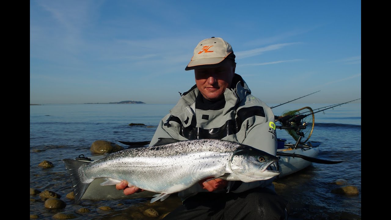 Meerforellen vor Rügen 2014