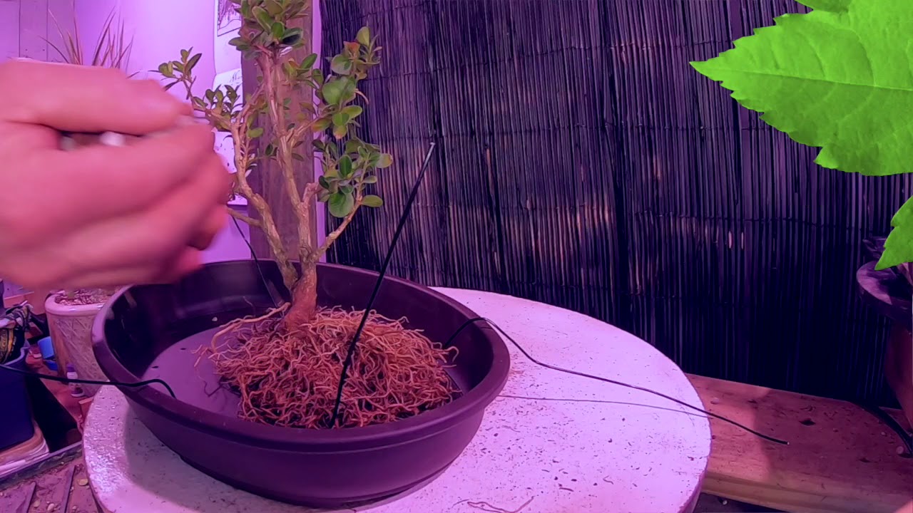 Dave's Bonsai E35:  Repotting Boxwoods