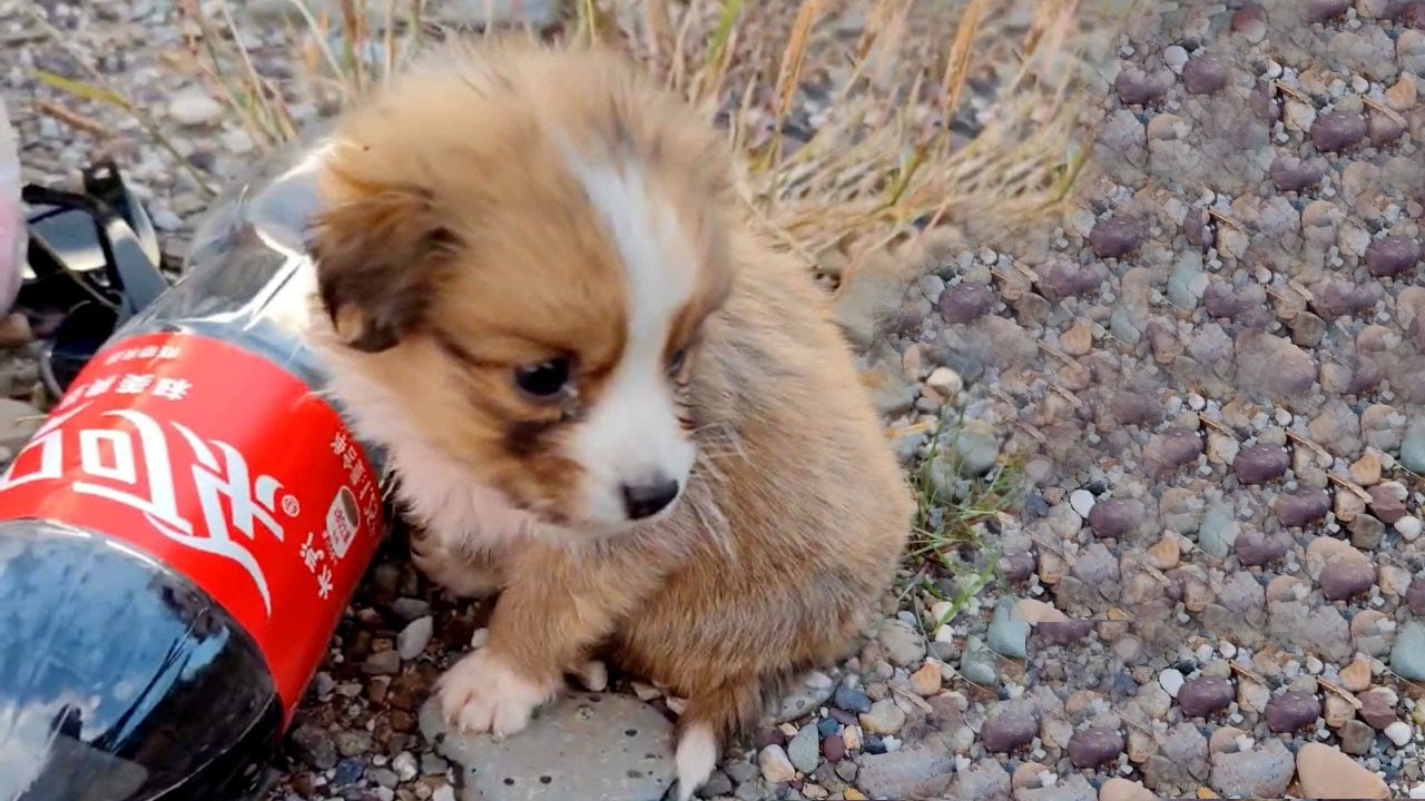Abandoned on a high mountain top, the puppy struggles to survive.