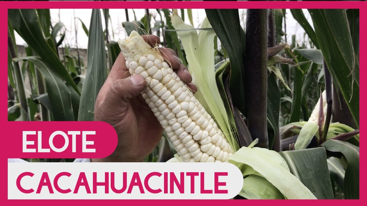 Conoce el Elote Cacahuacintle