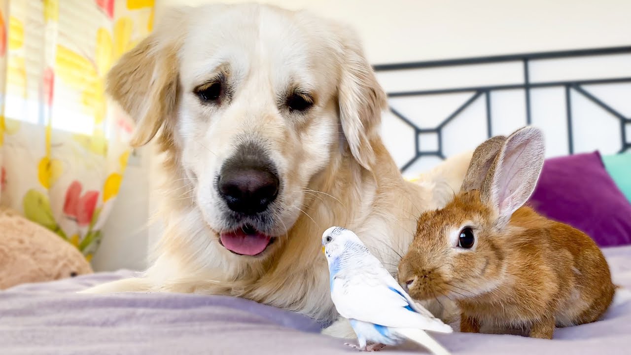 The First Meeting of a Funny Dog, Cute Rabbit and Budgie