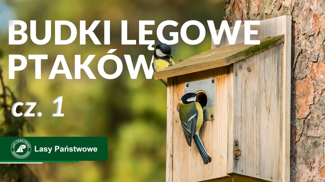 Budki lęgowe ptaków   rodzaje, wymiary, materiały #ptaki #budki