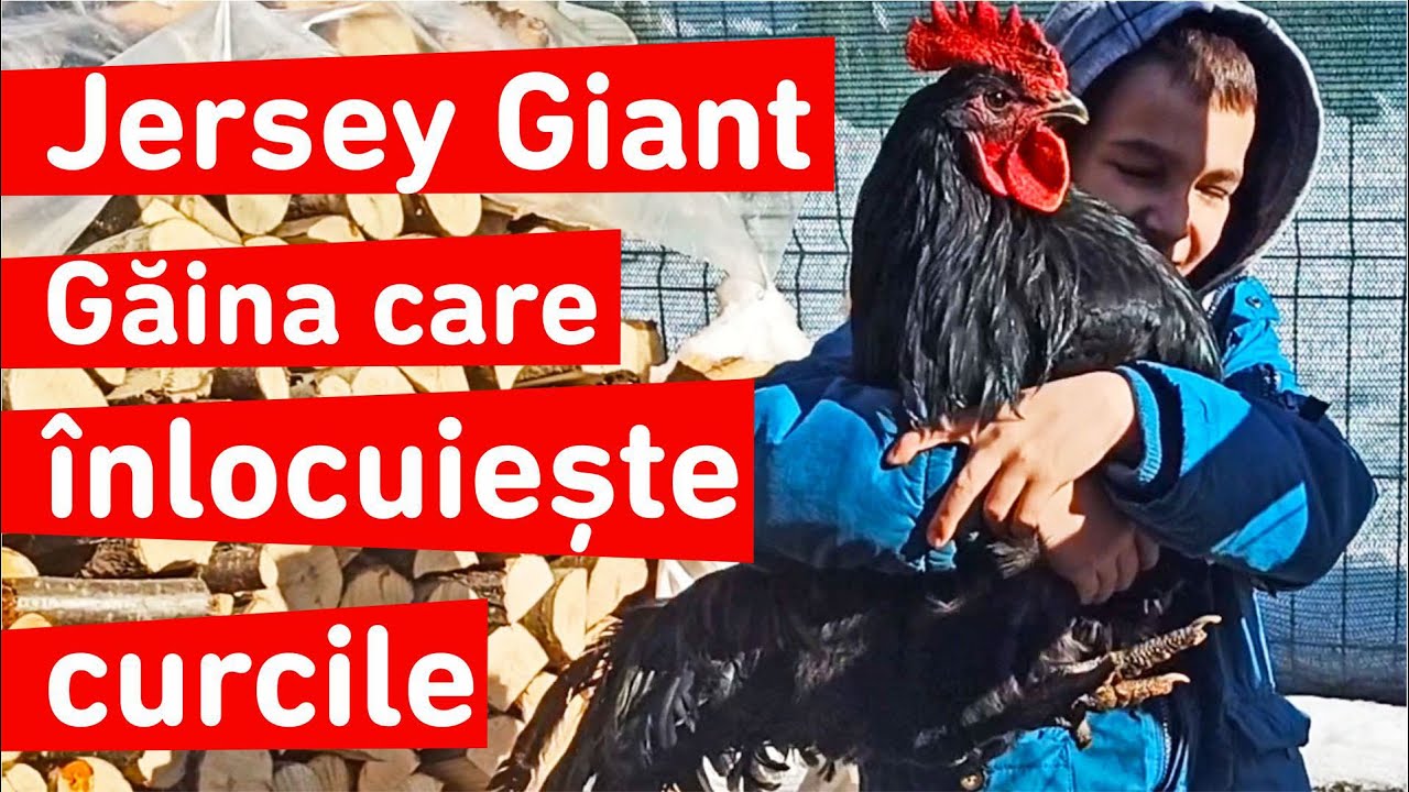 Cele mai mari găini din lume, Jersey Giant, peste 5 kg #CeaMaiMareGaina​ #ViataLaSat
