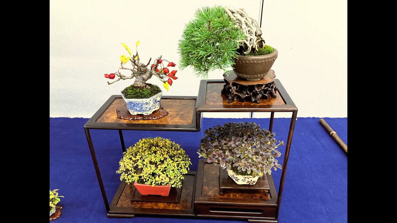 ❷ 31st ed. SHUGA SHOHIN BONSAI EXHIBITION 2023 ・第31回小品盆栽フェア秋雅展