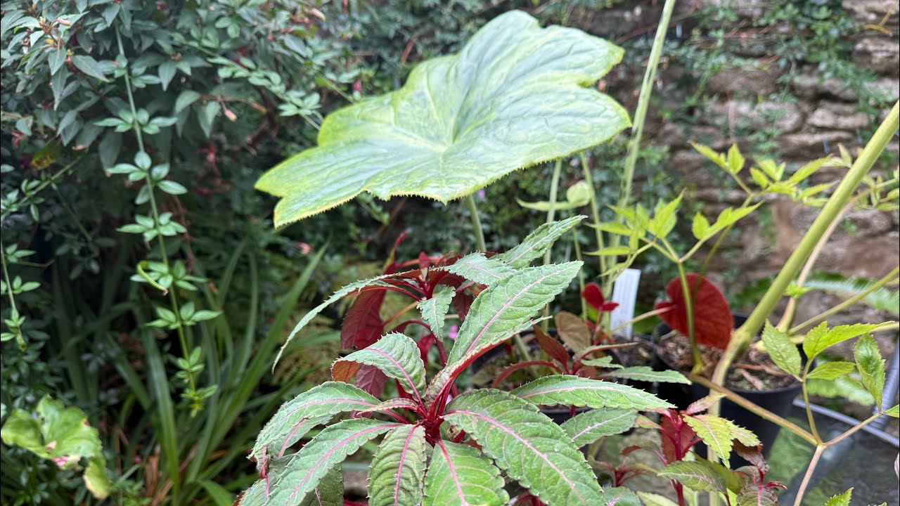 New Plants From Pan Global Plants 