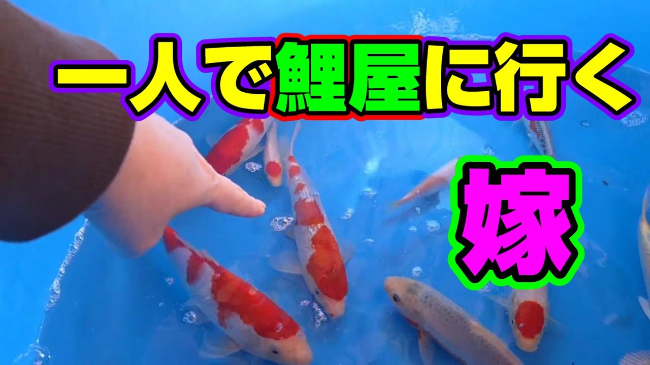 【汚池再生計画】抜け駆けして、一人で鯉屋に行く嫁‼#koifarm#koi#koipond＃昭和三色＃錦鯉＃おもて錦