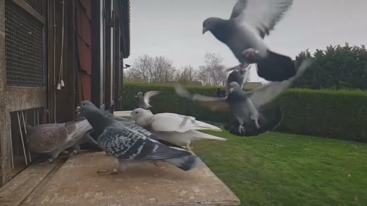 will a top pigeon flyer give me good breeders for free
