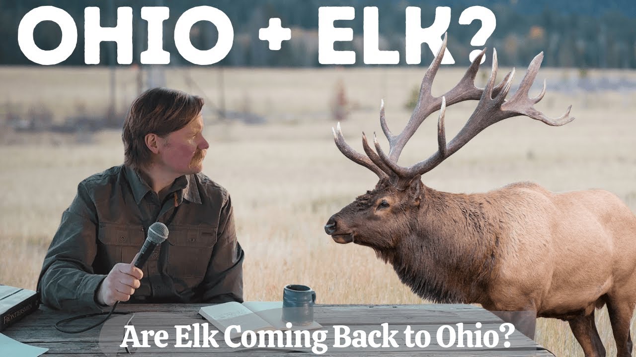Is Ohio Preparing to ReIntroduce Elk?