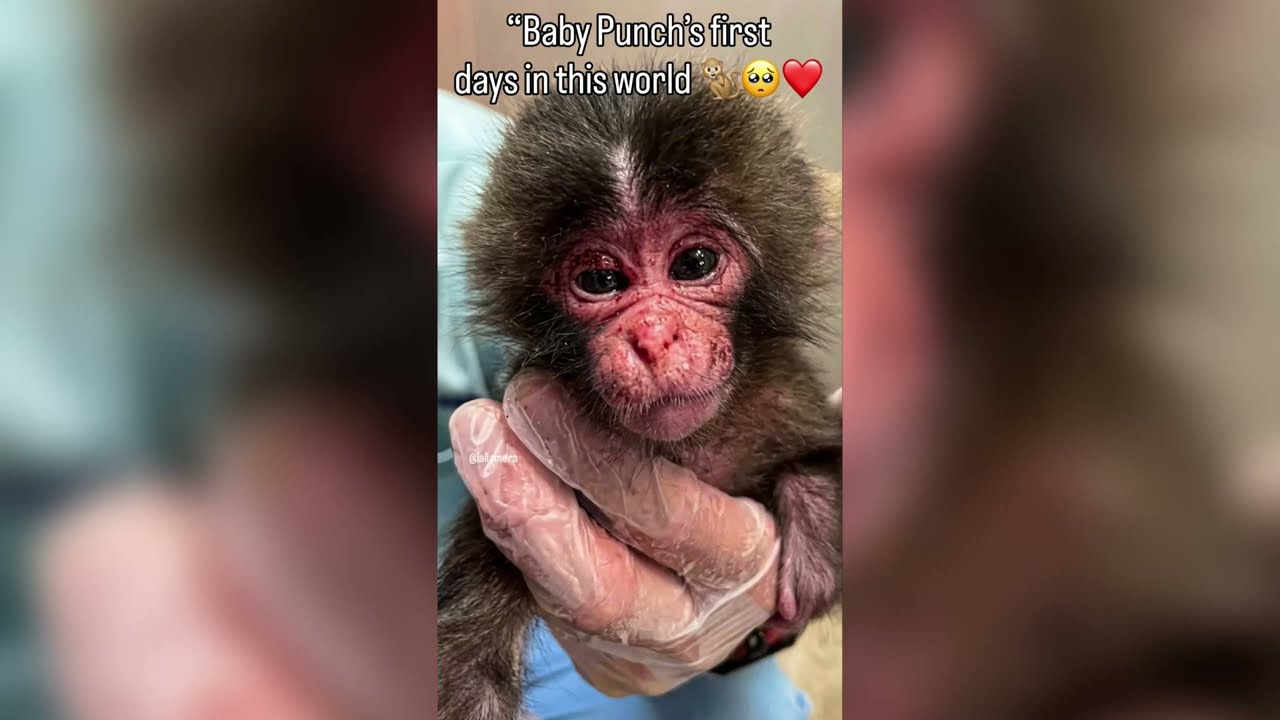 Punch Memories😍 #punch #monkey #babymonkey #japan #zoo #punchmonkey  #viral #love #cute #fyp #punchi