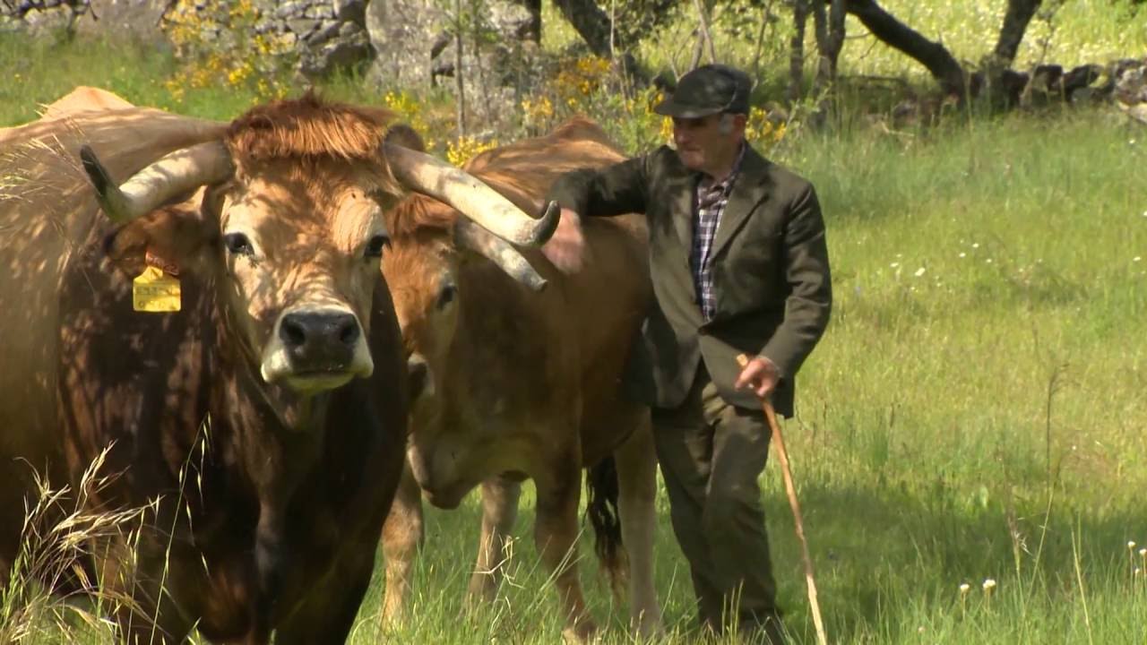 90 segundos com a raça bovina Mirandesa