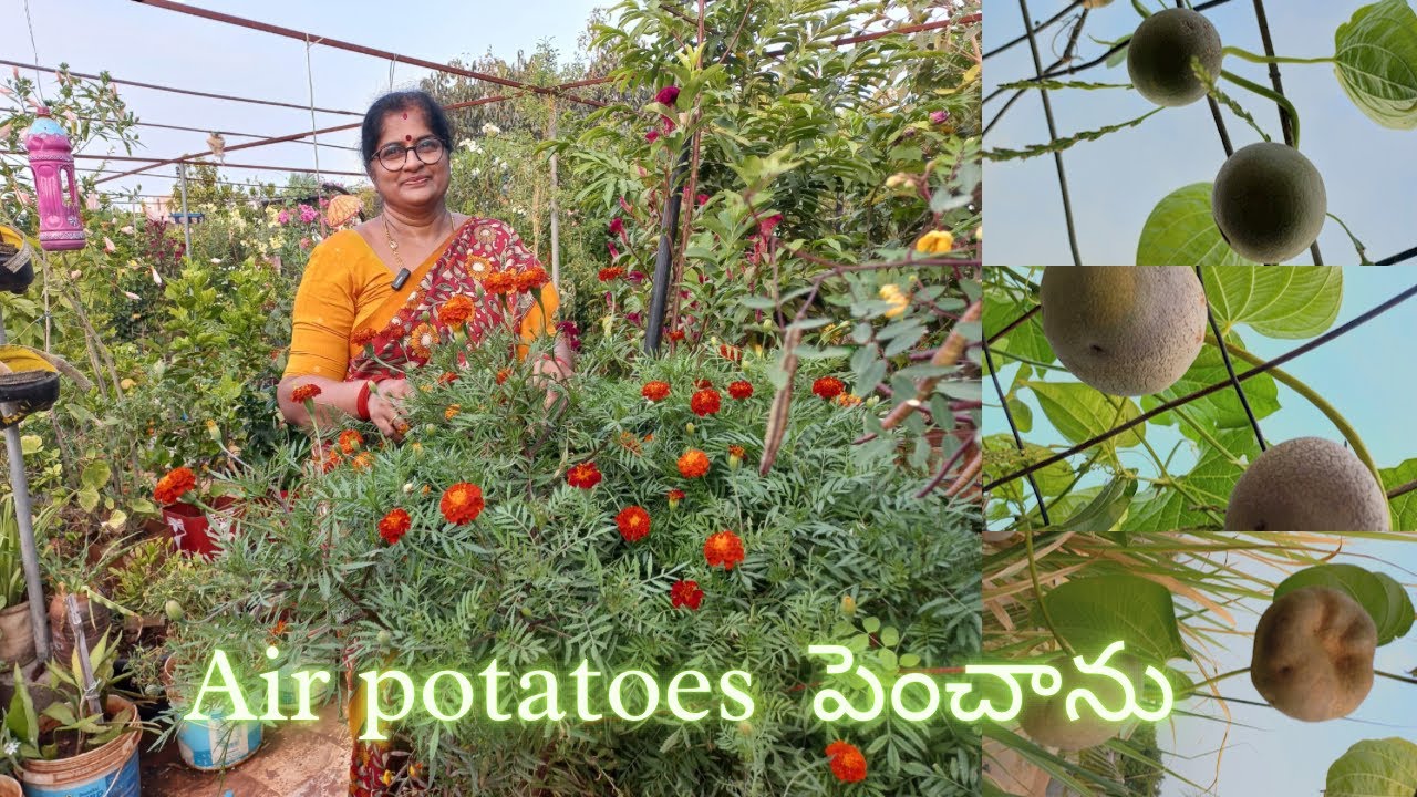 Air potatoes పెంచాను | Exotic vegetable harvest