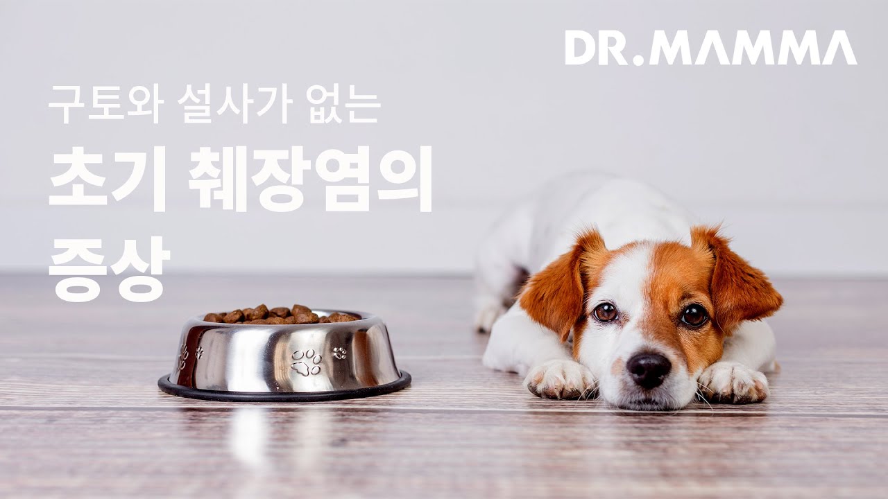 구토와 설사가 없는 췌장염?! 초기 췌장염의 증상과 관리법 | 닥터맘마 수의사팀