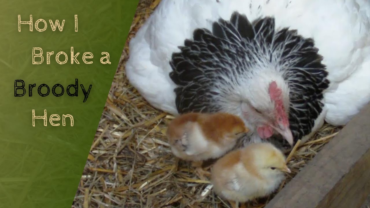 Breaking a Broody Hen