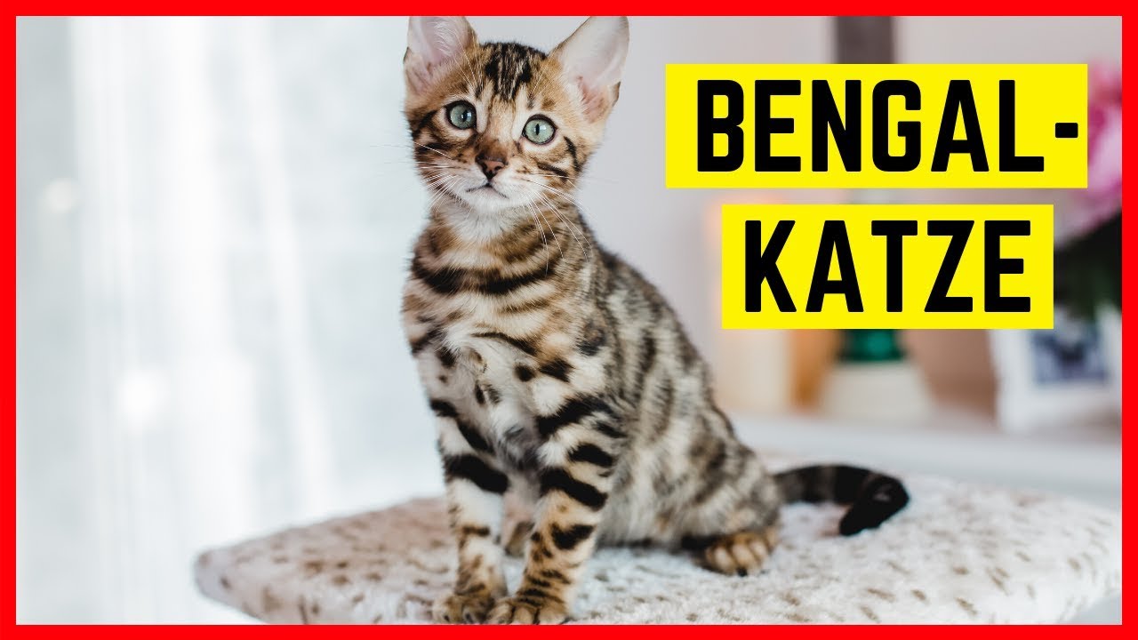 BENGALKATZE RASSEPORTRAIT - Charakter und Haltung der Bengalkatze