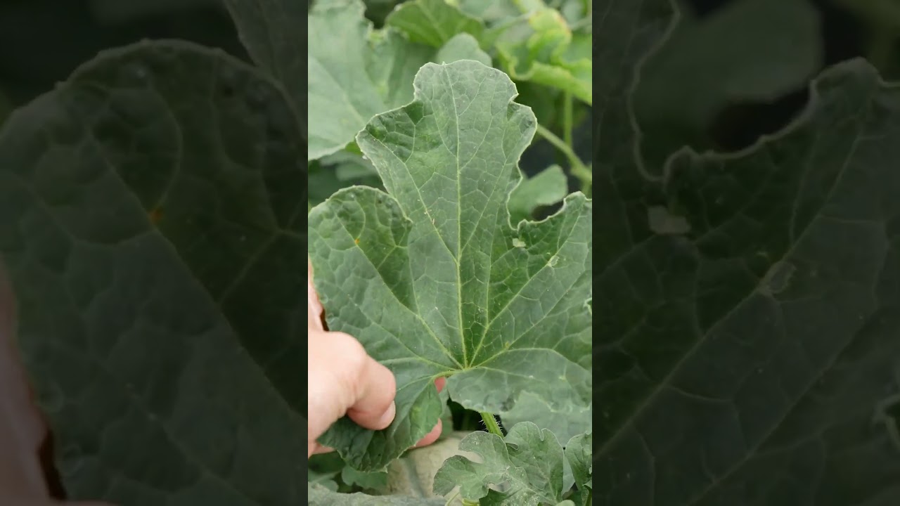 Les melons, comment &ccedil;a pousse ?