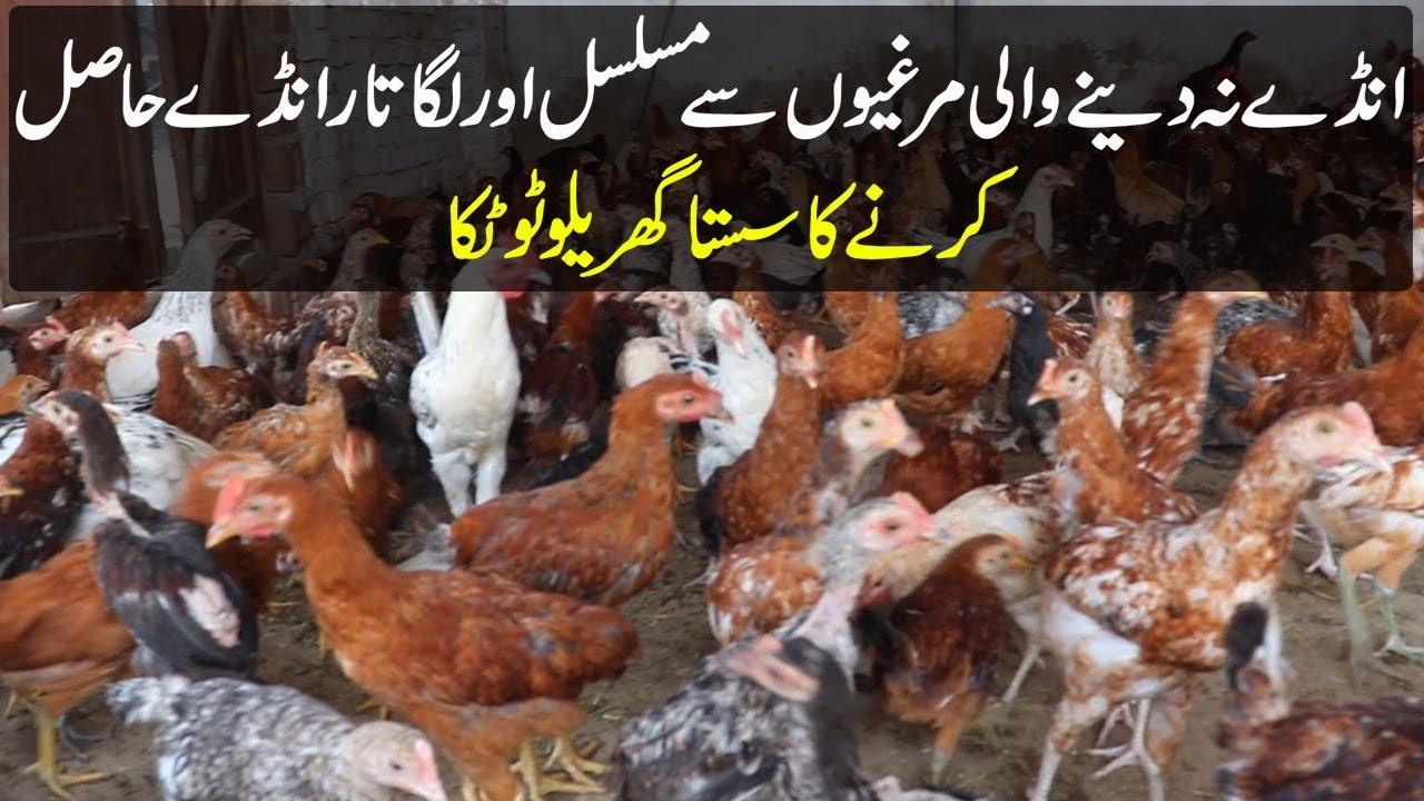 How to Get Eggs From Hens | Anday Na Danay Wali Murgiyo Say Anday Hasal Karnay Ka Tariqa