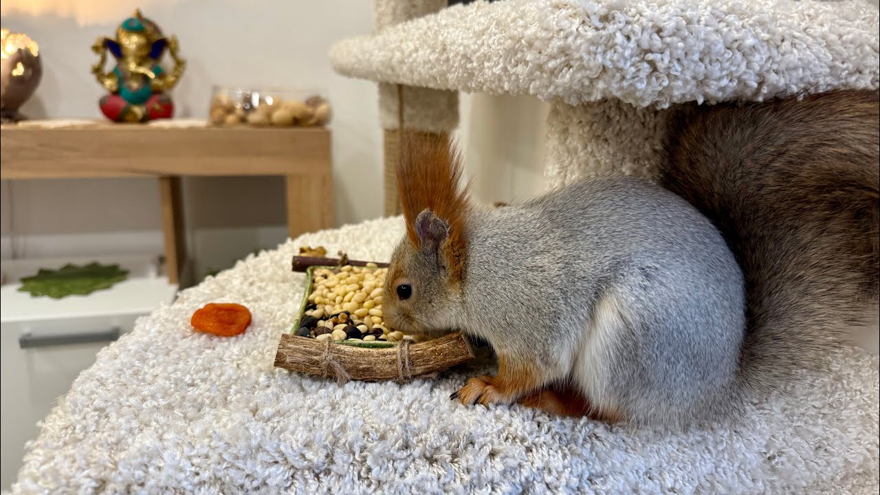 Breakfast at the squirrel's house. Завтрак в беличьем доме.