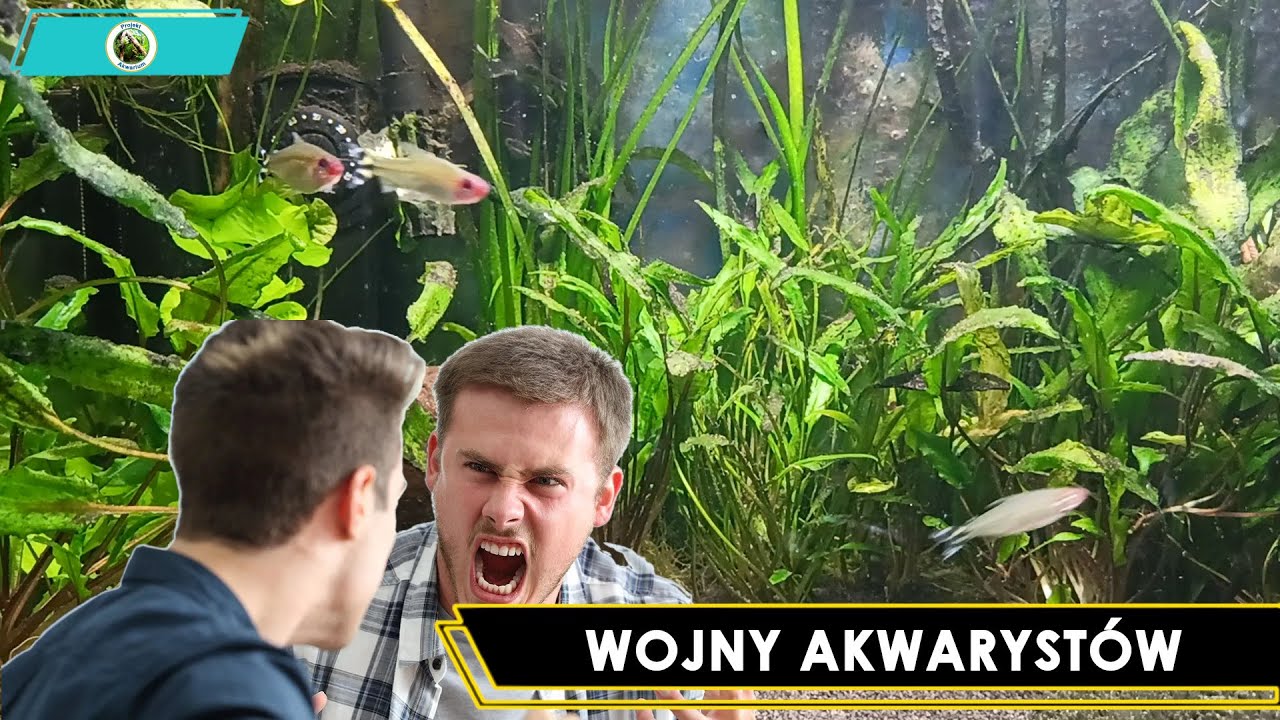 Walki Akwarystów