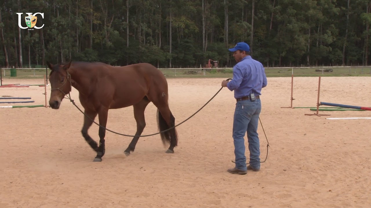 TV UC - Exercício de chão para cavalo de tambor