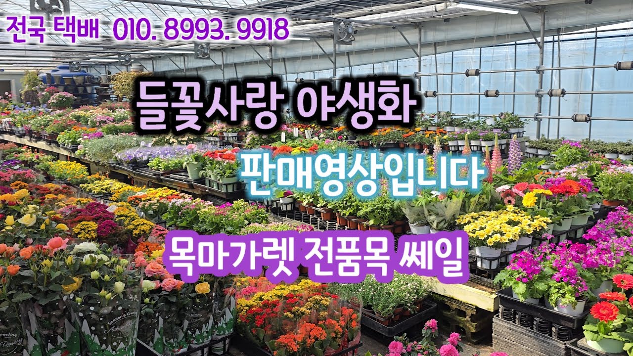 #들꽃사랑 야생화 
