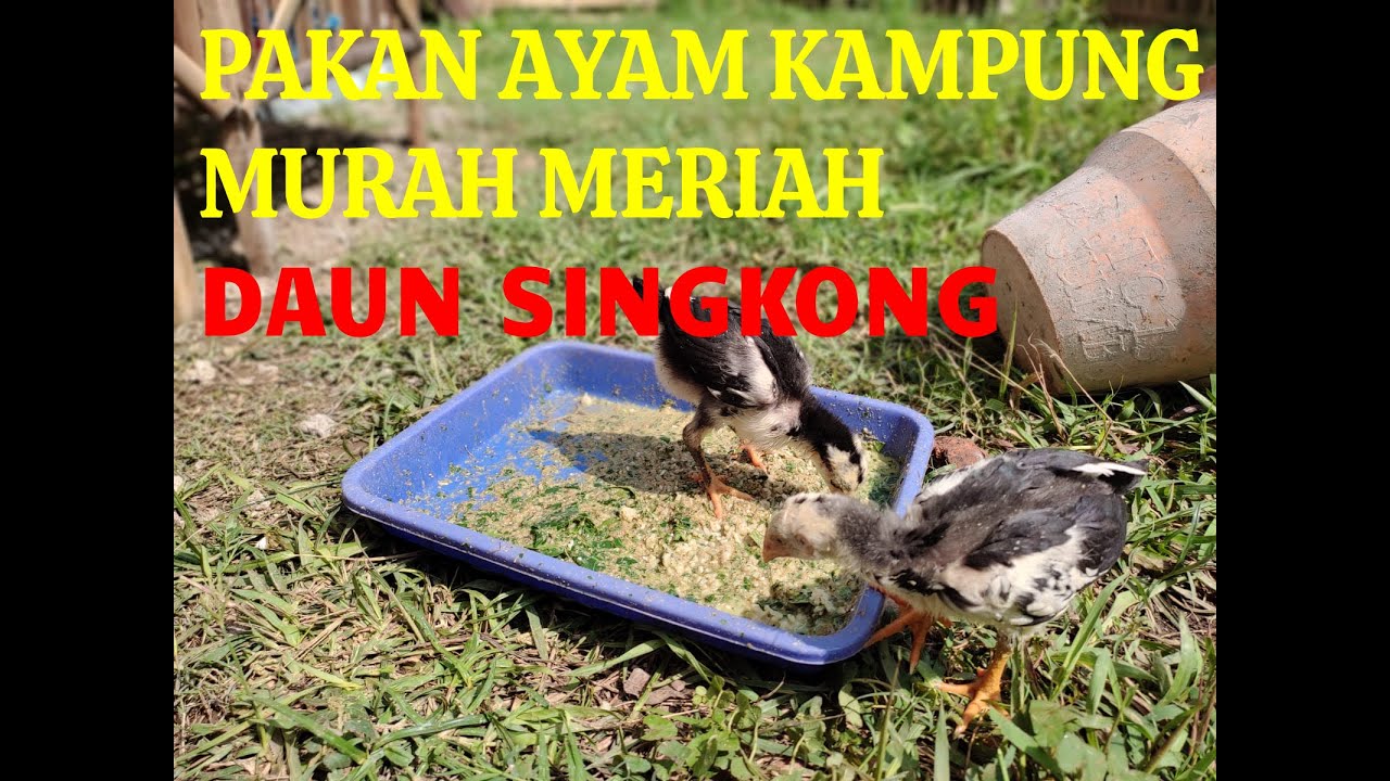 PAKAN AYAM DARI DAUN SINGKONG MURAH MERIAH UNTUK KAMPUNG ASLI, KUB, JOPER