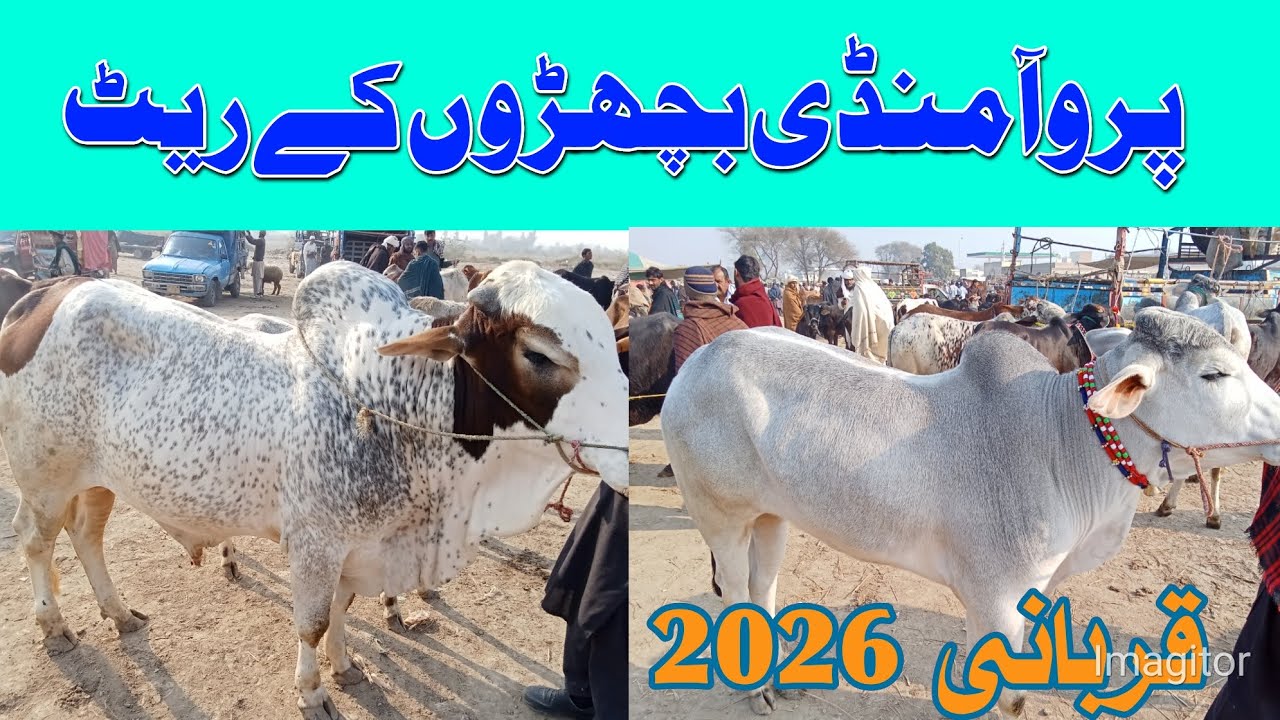 PAROA BACHRA MANDI FRESH PRICE UPDATE | Sahiwal Cholistani Claves For Qurbani 2026 | Bachra Farmi