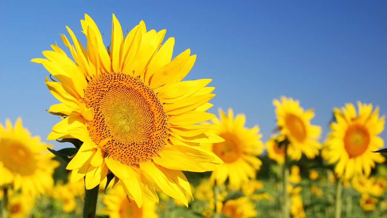 I WANT MORE ~ Francine Jarry~Abraham-Hicks