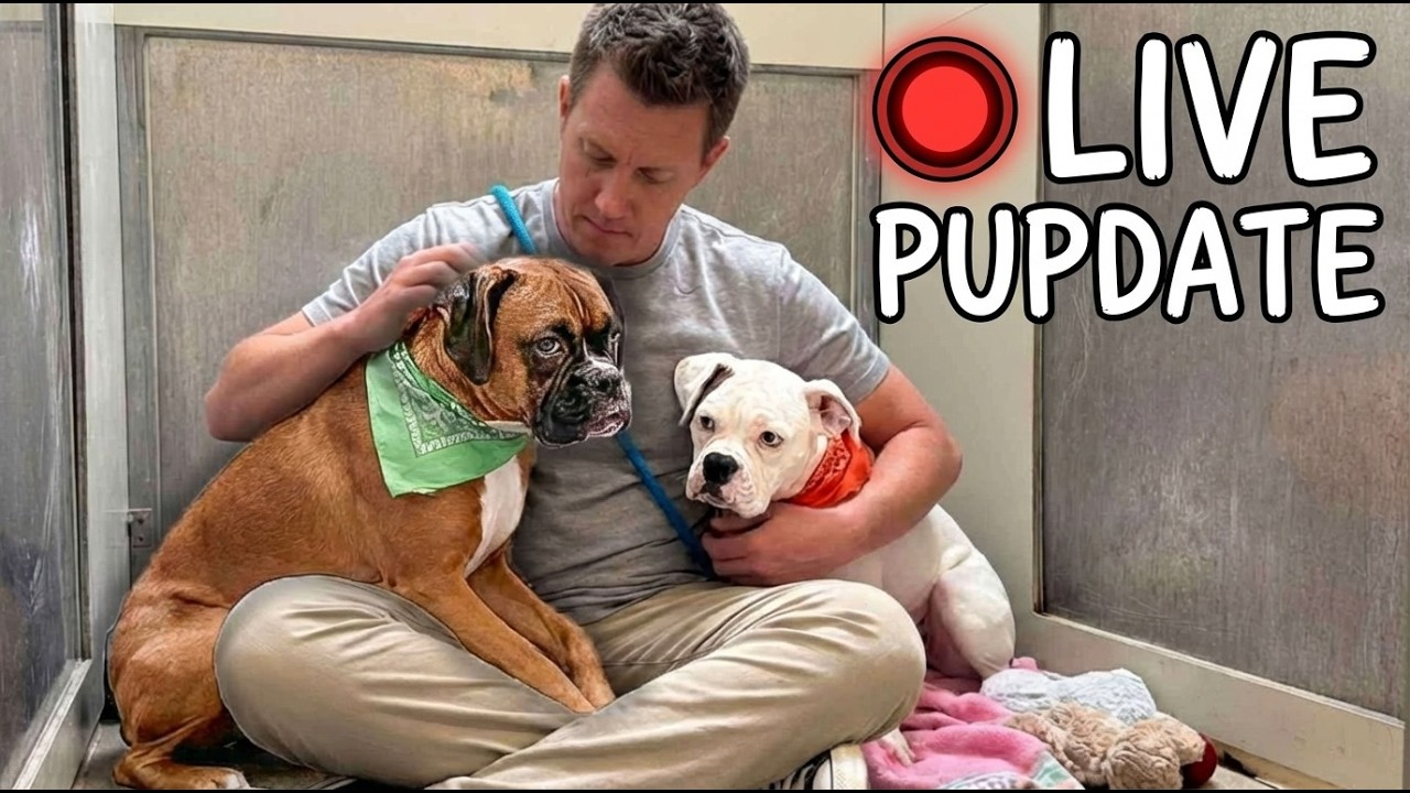 Their Mom Dropped them at the shelter because she was Moving…but there’s more