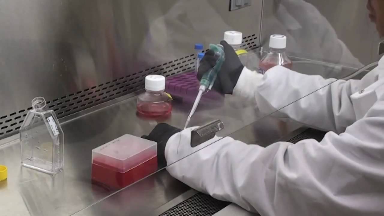 Tissue Culture and Preparation of Lysates