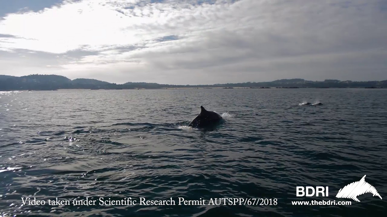 After a storm comes calm...A great day of dolphin research in Galician waters!