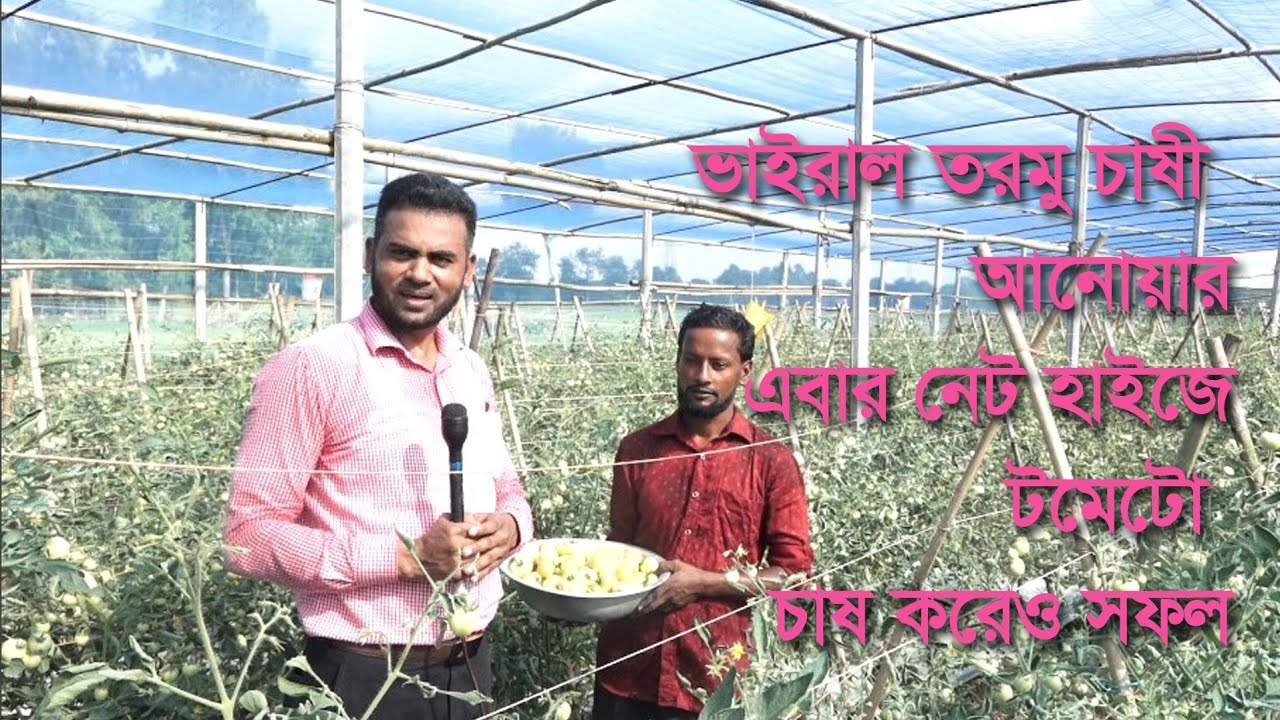নেট হাউজ ও পলিসেড  ব্যবহার করে গ্রীষ্মকালীন টমেটো চাষে আনোয়ারের সফলতা